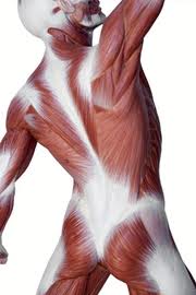 fascial system shown stretched